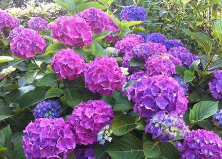 Growing Hydrangeas