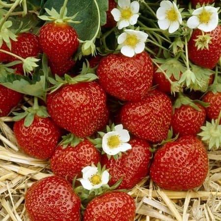 Growing Strawberries