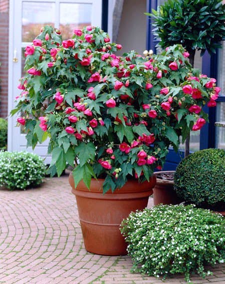 Abutilon (Flowering Maple)