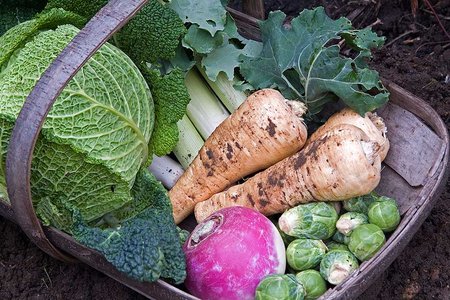 Vegetable Garden During November