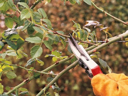 Organic Gardening Supply