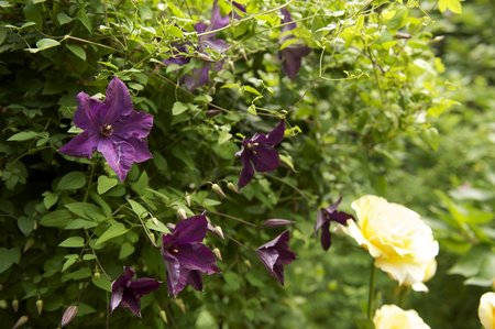 Flower Garden During June