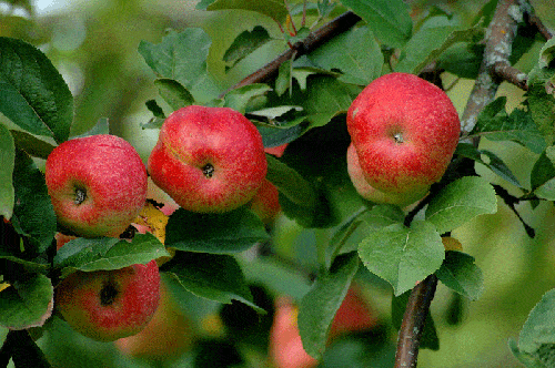 Growing Apple Trees