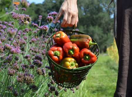 Garden Jobs In September