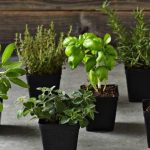 Herbs For An Indoor Garden