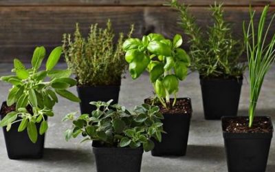 Herbs For An Indoor Garden