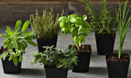 Herbs For An Indoor Garden