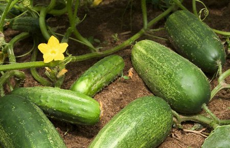 Ways To Secure Cucumbers In The Garden