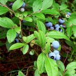 Blueberries In Your Home Garden