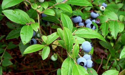 Blueberries In Your Home Garden