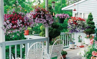 Frequent Problems With Annuals