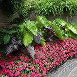 Useful Ground Cover Plants