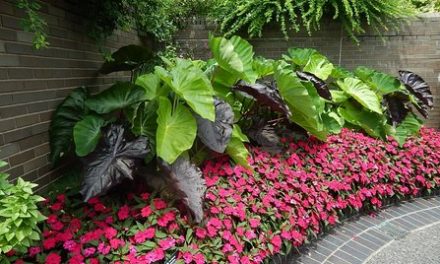 Useful Ground Cover Plants