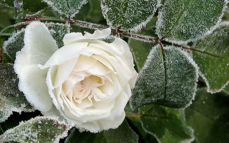 Frosty Winter Gardens