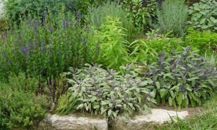 Decorating Your Garden With Herbs