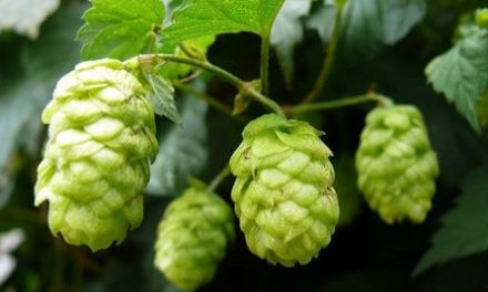 Growing Hops In The Garden