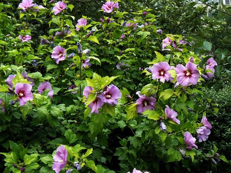 Growing Hibiscus