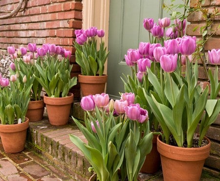 It Is Time For Early Spring Gardening!