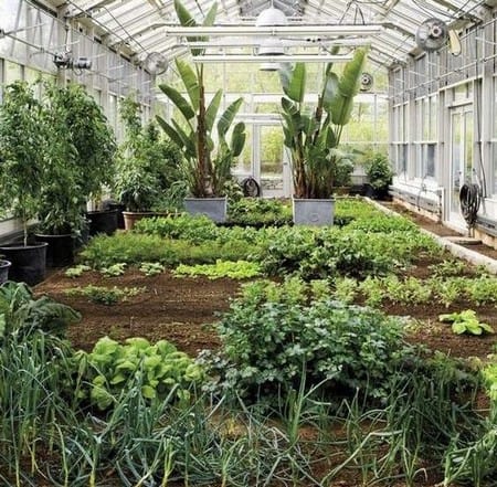 Vegetables In The Winter Garden