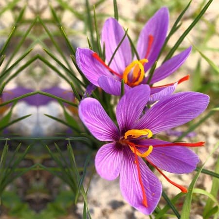 How To Grow Saffron?