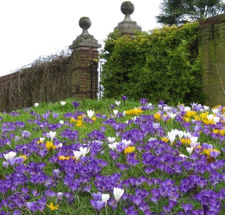 Winter Bulbs: The Crocus