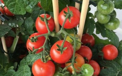 Grow Fantastic Tomatoes In Containers