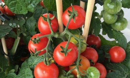 Grow Fantastic Tomatoes In Containers