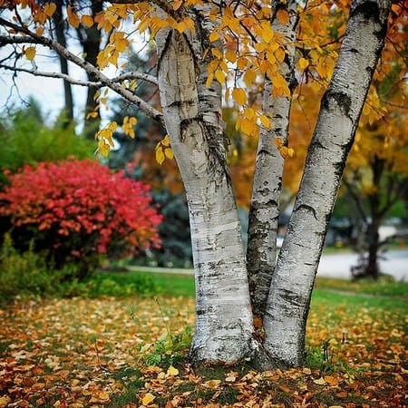 Give Your Trees The Nutrients