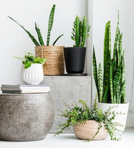 Where To Put Your Indoor Pot Plants?