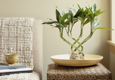 Care For Indoor Bamboo Plants