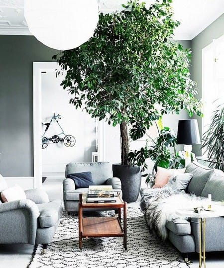 The Best Indoor Trees