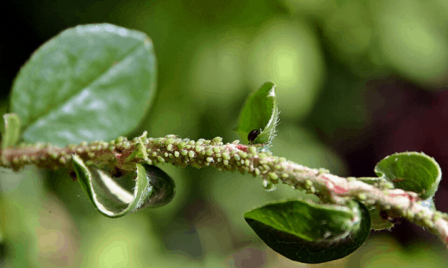 Aphid Control