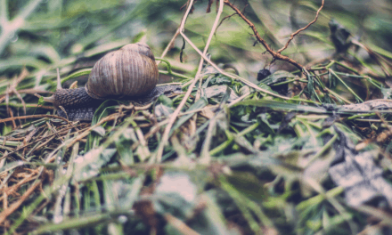 Garden Slugs