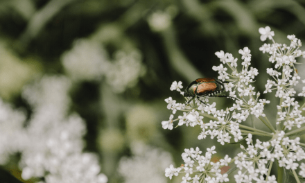 Japanese Beetles