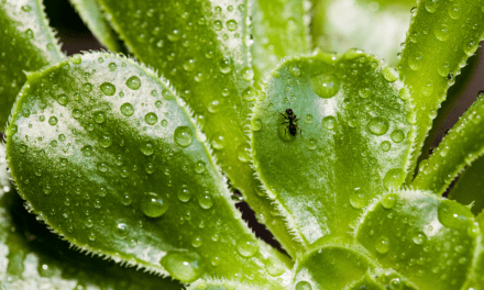 Natural Ant Control