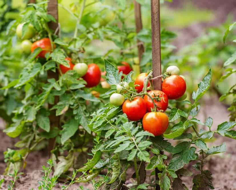 Planting Tomatoes In The Garden