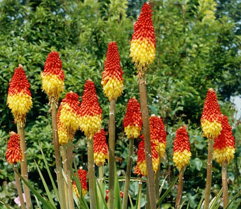 Red Hot Poker Plant