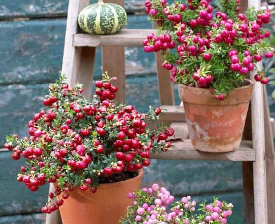 Pernettya: Decorative Berries In Fall Garden Borders