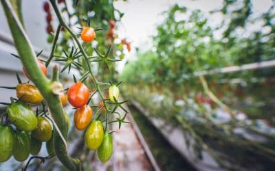 How To Grow Espalier Tomatoes?