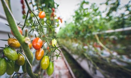 How To Grow Espalier Tomatoes?