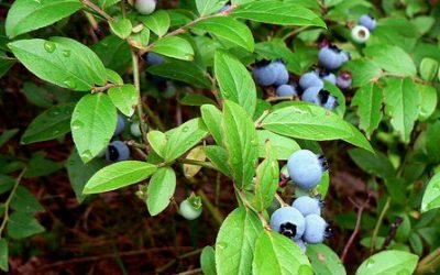 Blueberries In Your Home Garden