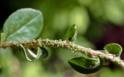 Aphid Control