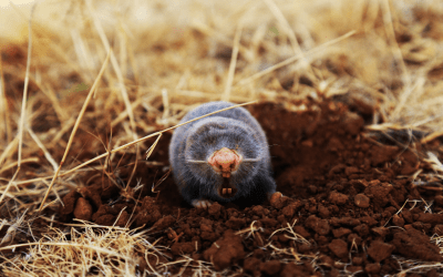 Garden Pest Moles