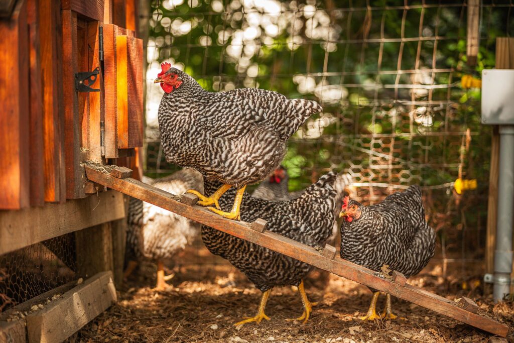 backyard chickens, chickens, free range chickens