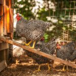 How to Start a Backyard Flock: A Beginner’s Guide