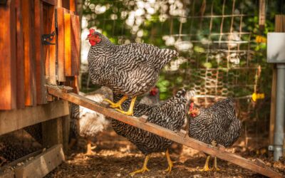 How to Start a Backyard Flock: A Beginner’s Guide