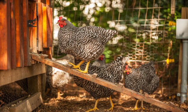 How to Start a Backyard Flock: A Beginner’s Guide