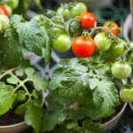 Grow Fantastic Tomatoes In Containers