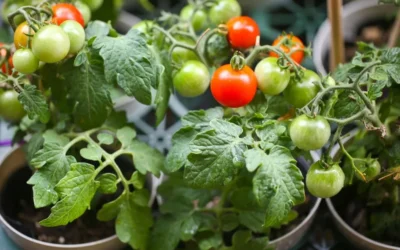 Grow Fantastic Tomatoes In Containers