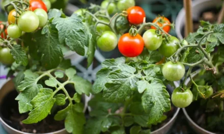 Grow Fantastic Tomatoes In Containers